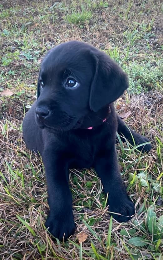 Puppy